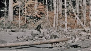 (Crypto)zoological Mysteries